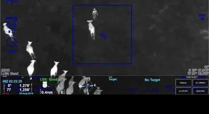 Unas vacas ayudaron a la Policía a capturar a una ladrona (Video)