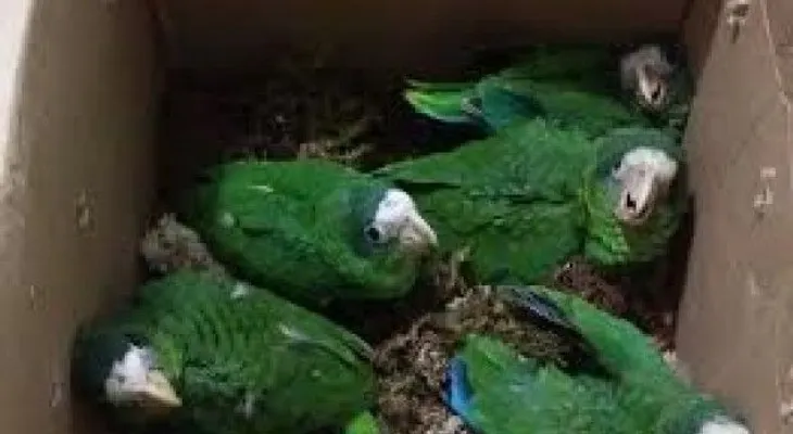 Medio Ambiente se incauta de cotorras en peligro de extinción