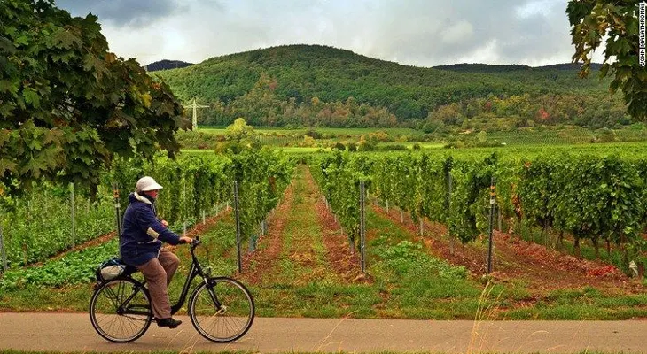 La ruta de vinos Weinstrasse de la era Nazi de Alemania