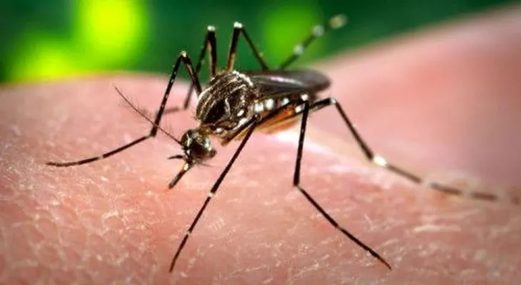 La OPS pide controlar el mosquito ante inminente llegada del zika a toda América Latina 