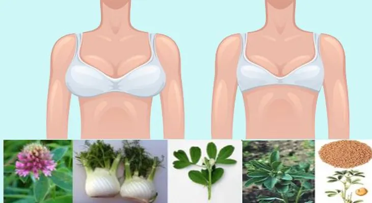 6 plantas que causan el crecimiento de los senos? olvídate de las siliconas!