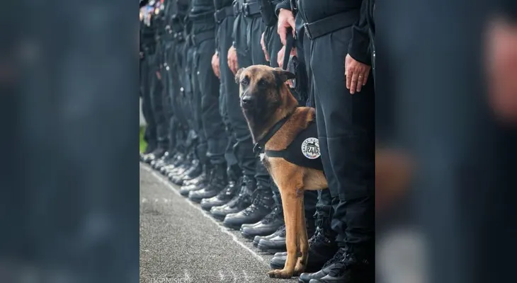 JeSuisChien: las redes rinden homenaje a la perrita que murió en las redadas de Saint Denis