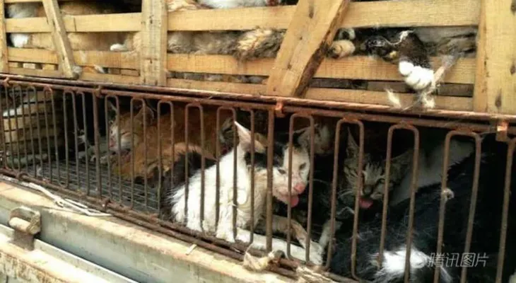 Arrestan a un hombre con 500 gatos: los maltrataba y los vendía a restaurantes chinos