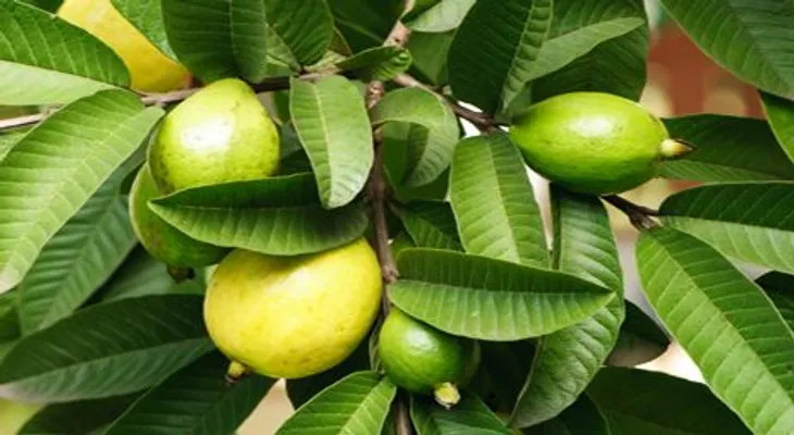 Lo que no sabías de los increíbles usos de las hojas de guayaba 