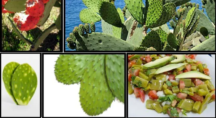 Un remedio imperdible!!! diabetes y peso controlado con esta fabulosa planta 