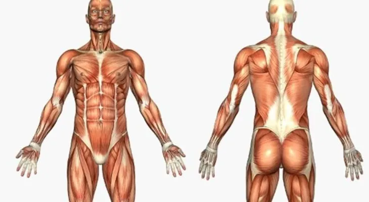 El nuevo órgano en el cuerpo humano abre debate entre científicos