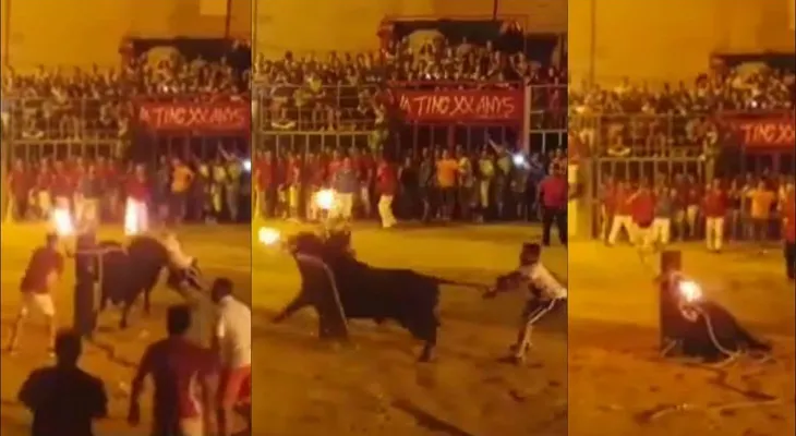 El impresionante "suicidio" de un toro al que le prendieron fuego los cuernos