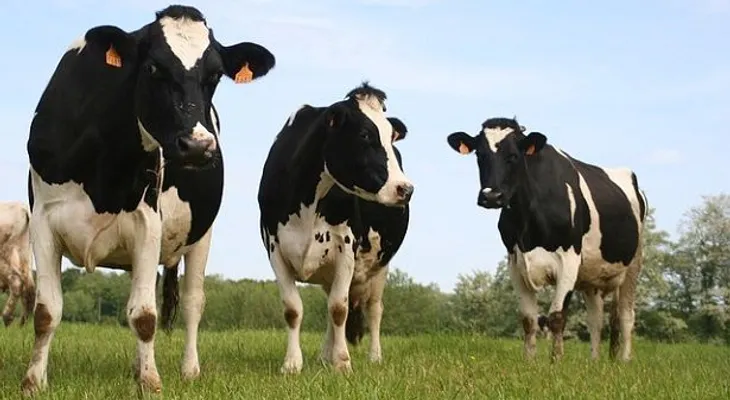 La leche de vaca el veneno del siglo XXI ¡descubre por qué!