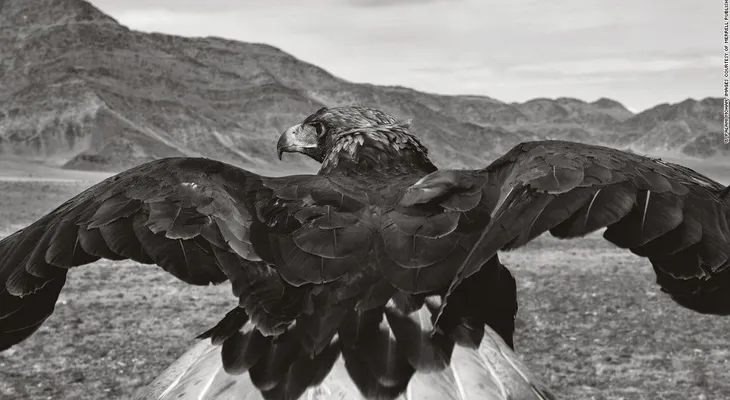 Capturando el arte de la cacería con águilas de Mongolia  