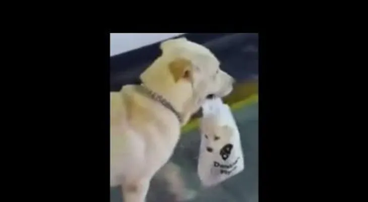 Perro carga su cachorro en bolsa plástica. VIDEO..