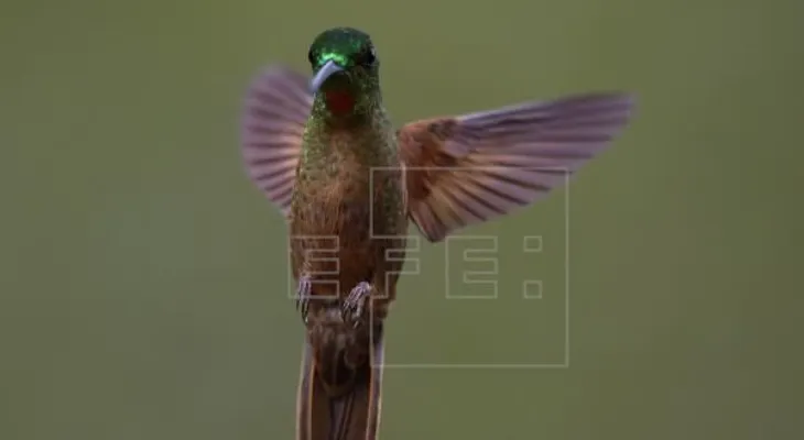 Los colibrís ven colores que los humanos no pueden percibir