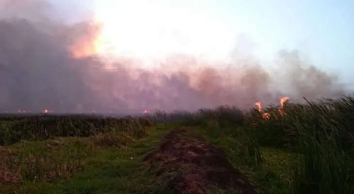 Incendio forestal consumió más de 200 tareas en la Laguna Saladillo