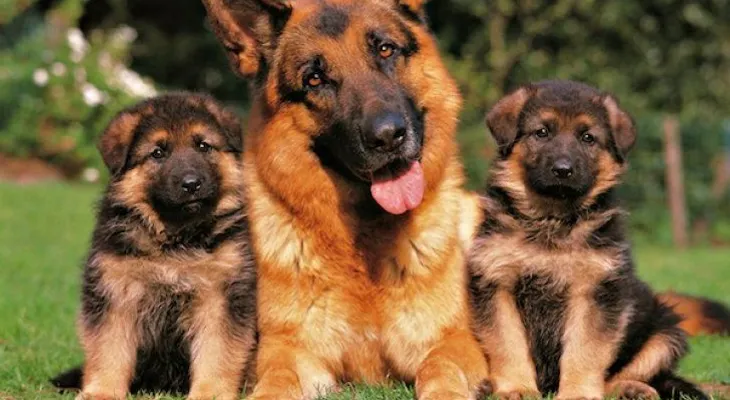 5 cosas que te enseñan tus mascotas