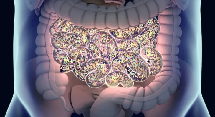 Constatan la relación entre una flora intestinal sana y la longevidad