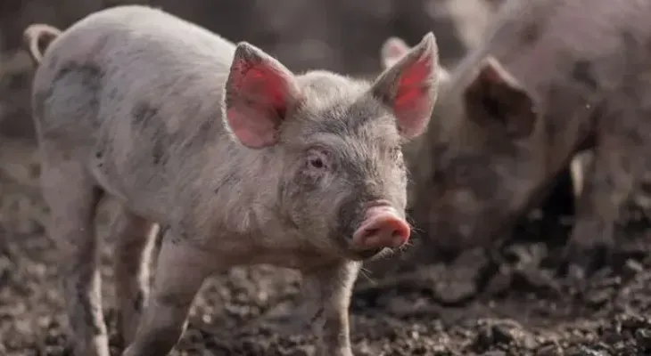 República Dominicana da por controlada la peste porcina