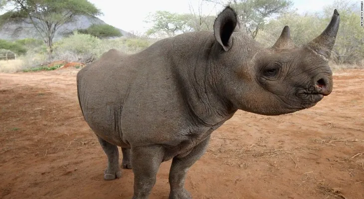 Más de 1.000 rinocerontes fueron cazados en Sudáfrica en 2015