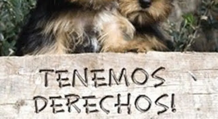 Ley contra el abuso animal vigente, pero pocos lo saben