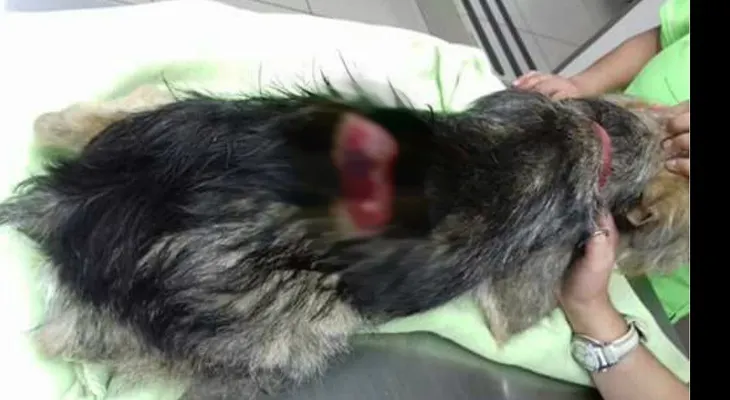 Costa Rica pide penas más duras para quienes maltraten a los animales