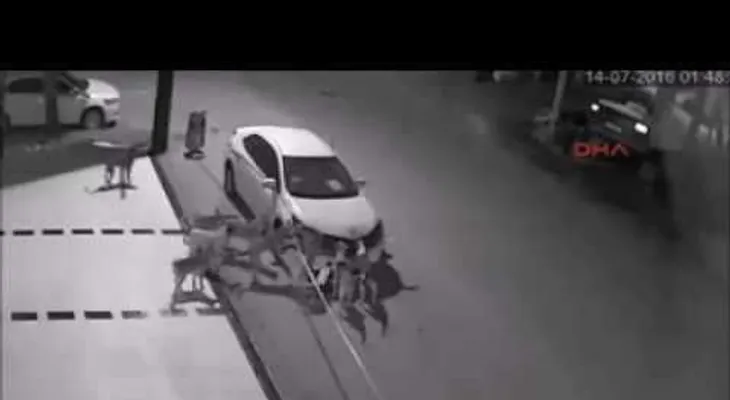 Una banda de perros se "come" un carro  (VIDEO)