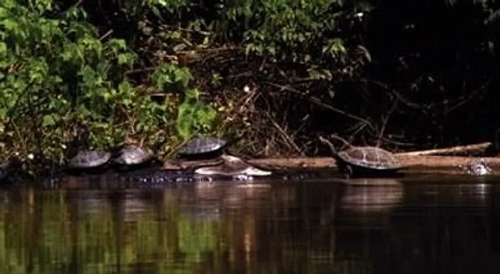 Liberan 3.000 tortugas en reserva de amazonia