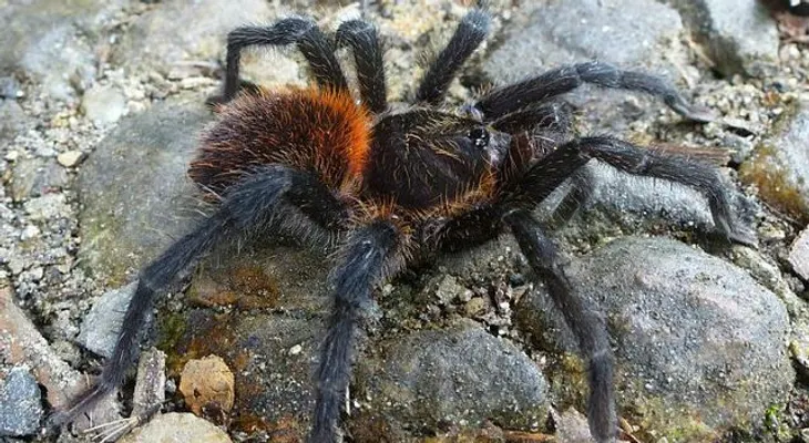 Esta es la araña Gabriel García Márquez             
