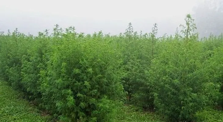 Artemisa Annua o ajenjo chino): Planta que mata 98 por ciento células produce el cáncer
