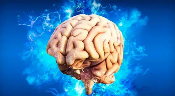 Sonidos y palabras se procesan en el cerebro por separado, según estudio