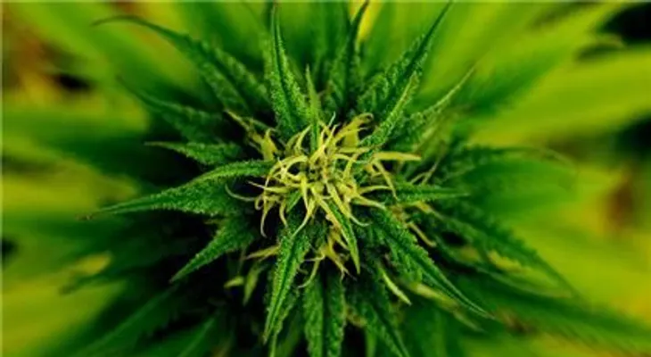 Estudio: La marihuana puede curar las fracturas de los huesos