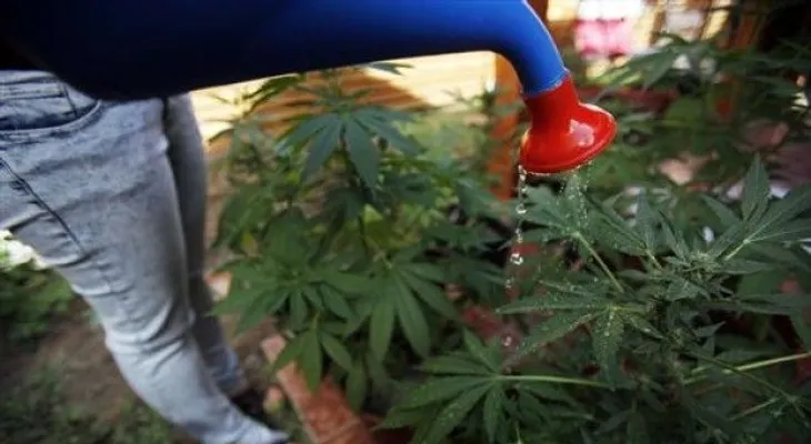 Colombia legalizará uso de la marihuana con fines medicinales