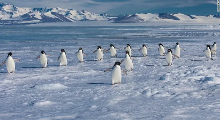150.000 pingüinos mueren tras quedar aislados por un iceberg gigante