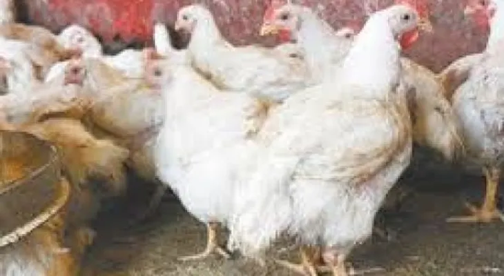 Parcialmente pasan  pollos y huevos para Haití por Dajabón en la mañana de hoy