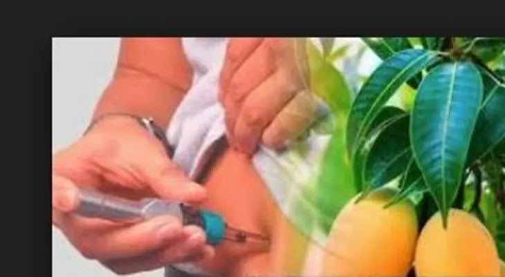 Si eres diabético@ hierve 15 hojas de esta mata y no tendrás que usar insulina ni pastillas