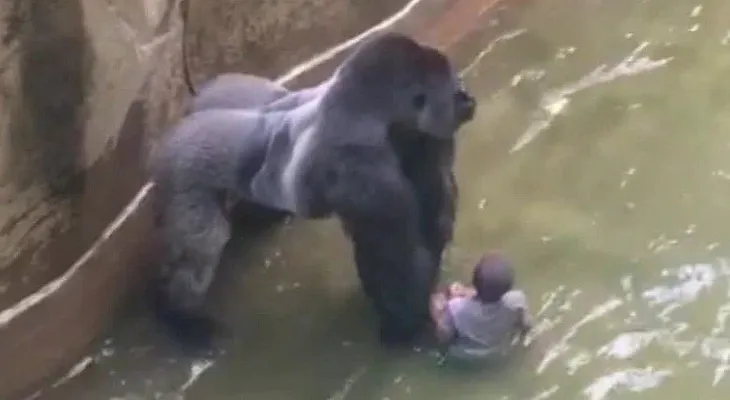 Matan a un gorila en un zoológico de EE.UU. para salvar a un niño