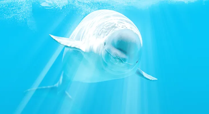Mira porno y salva ballenas al mismo tiempo 