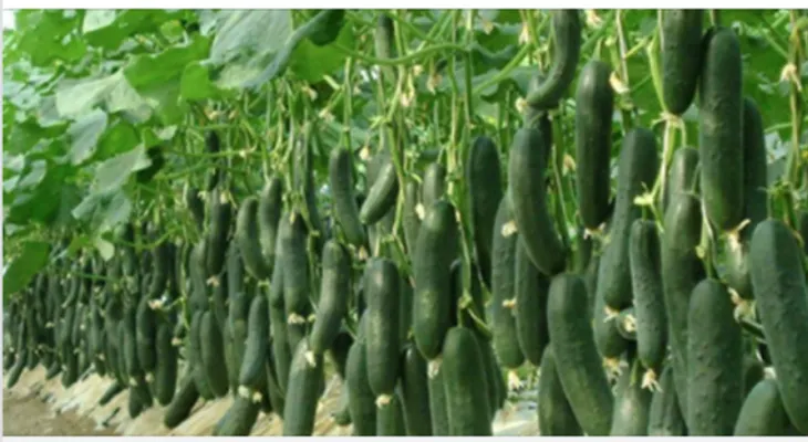 Empece a comer pepino tres veces al día, como me dijo mi doctor y estoy encantado