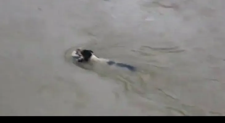 Amor de madre: una perra salva a sus cachorros tras una inundación (VIDEO)