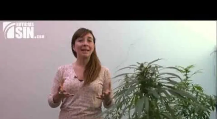 Madres extraen aceite de marihuana para tratar a sus hijos enfermos