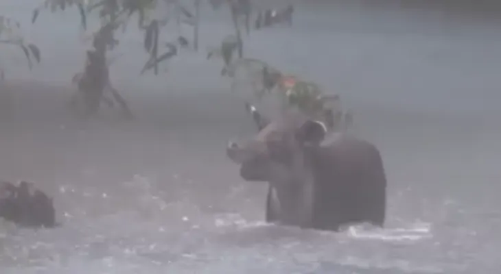 Viral: el chapuzón de una danta en un mítico río de Costa Rica