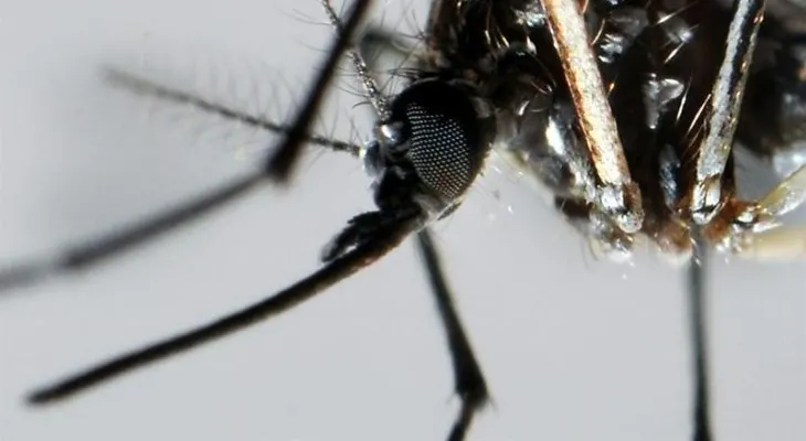 Cuatro nuevos casos de zika en dos barrios turísticos de Miami