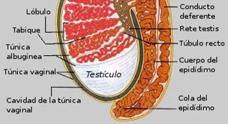 ¿Qué es la túnica vaginal de los testículos?