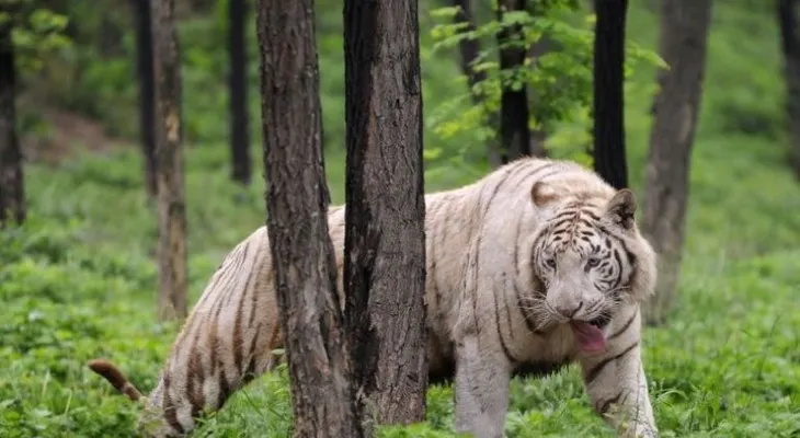 Un tigre mata a un turista en un zoológico del este de China