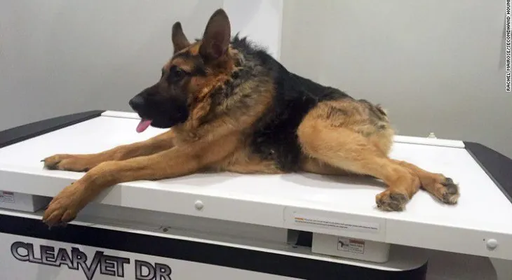 Quasimodo, un perro con columna corta y una gran fanaticada en Facebook