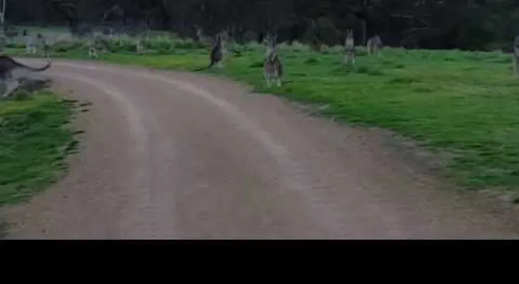 Hacía una ruta en bicicleta y se  se encontró con una escena asombrosa (VIDEO)