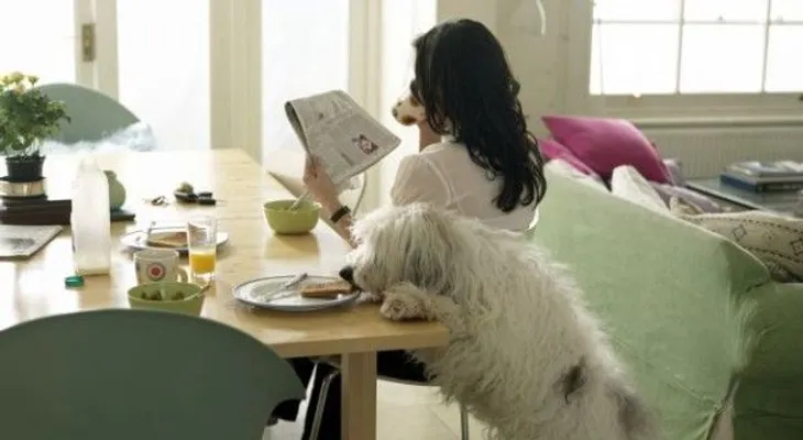 Nunca compartas estos alimentos con tu perro