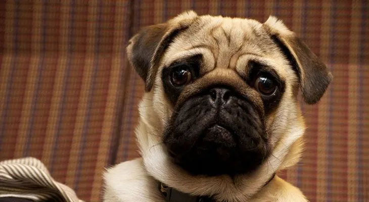 5 formas extrañas en las que tu perro te demuestra amor 