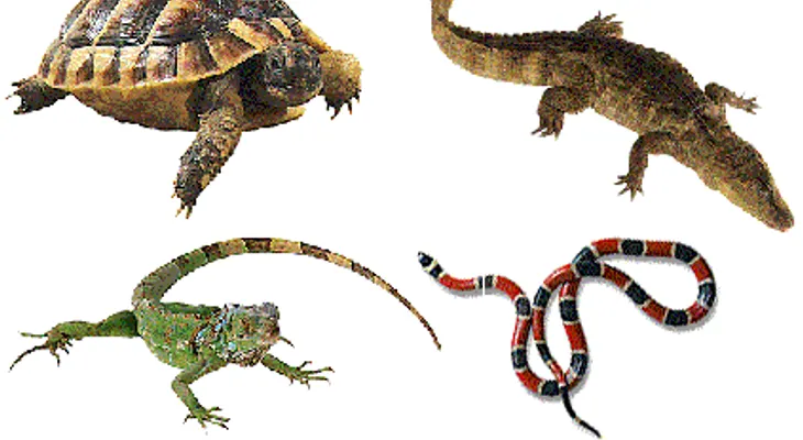 Realizarán primer encuentro por la conservación de anfibios y reptiles del Caribe