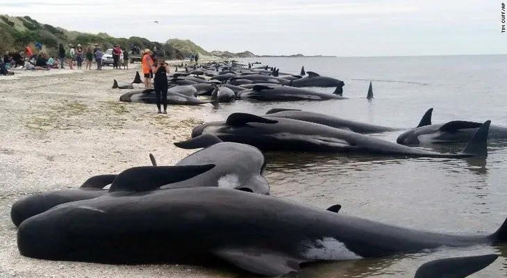 Cientos de ballenas mueren tras encallar en una playa neozelandesa