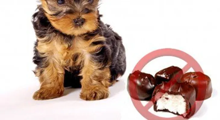 5 alimentos tóxicos que no debes dar a tus perros