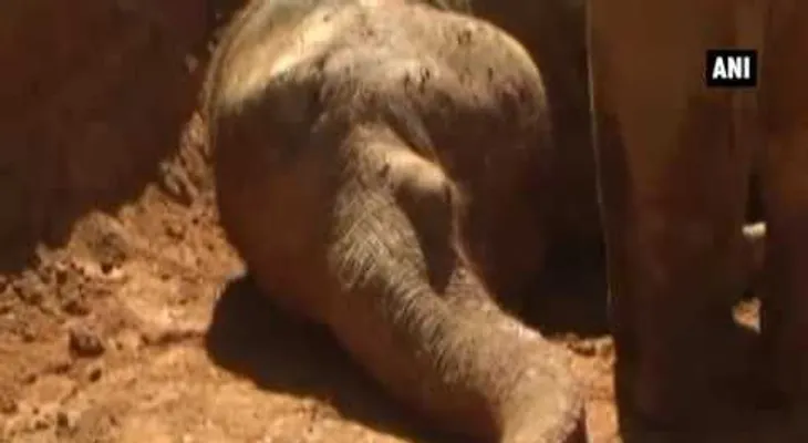 Conmovedor: Un pequeño elefante se resiste a abandonar a su madre muerta (VIDEO)
