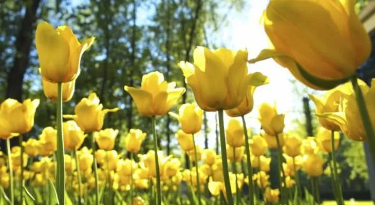 La primavera es del 21 de marzo al 22 de junio, donde la gente se enamora más y aumenta la felicidad